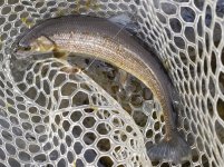 20221026_whitfish2.jpg