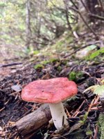 IMG_8418.jpeg