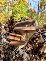 IMG_2153.jpeg