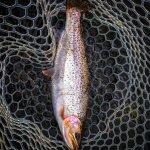 Cutthroat1.jpg