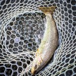 Cutthroat3.jpg