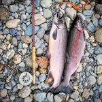 Smoker coho.jpg