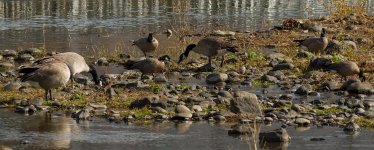119-Cackling-Geese-102523.jpg