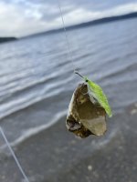 IMG_0955.jpeg