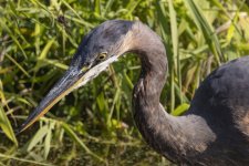 D10GreatBlueHeron5706.jpg