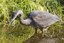 D11GreatBlueHeron5707.jpg