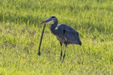 D12GreatBlueHeronWGarterSnake5693.jpg