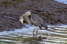 GreatBlueHeronWithStarryFlounder4814 copy.jpg