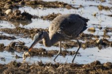 GreatBlueHeronWRodent7010 copy.jpg