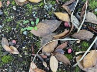 IMG_5232.jpeg