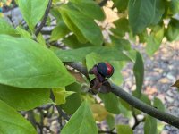 IMG_5233.jpeg