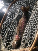 IMG_1348.jpeg