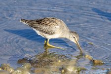 D02LongBilledDowitcher6103.jpg
