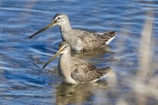 D03LongBilledDowitchers6091.jpg