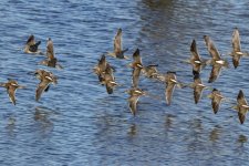 D04LongBilledDowitchersInFlight6072.jpg