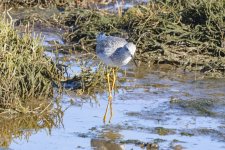 D05GreaterYellowlegs6036.jpg