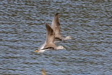 D06GreaterYellowlegsInFlight6100.jpg