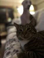 IMG_3696.jpeg
