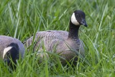 E08aCacklingGoose6271.jpg E08aCacklingGoose6271.jpg