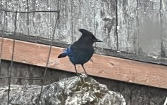 IMG_5287.jpeg