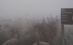 Fog.JPG