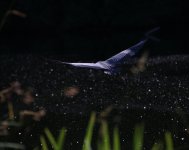 IMG_0471 copy.JPG