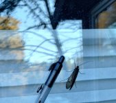 IMG_20231030_164437499_HDR~2.jpg