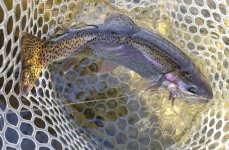 20231103_muddlerfish.jpg 20231103_muddlerfish.jpg