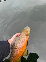 IMG_0039.jpeg IMG_0039.jpeg