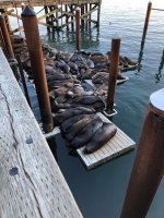 Sea Lions.jpg