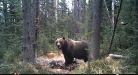 MT Grizzly (1) 9-2019.jpg MT Grizzly (1) 9-2019.jpg