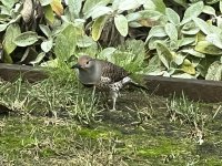 IMG_5392.jpeg IMG_5392.jpeg