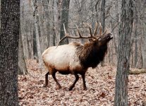 elk.jpg