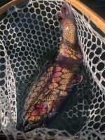 IMG_1361.jpeg