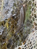 20231109_fish8.jpg