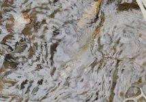 20231109_fish2.jpg