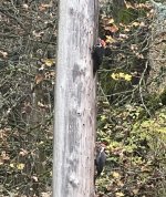 IMG_5453.jpeg IMG_5453.jpeg