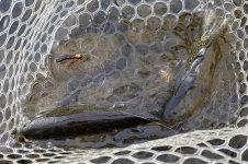 20231110_foamoctcaddisfish.jpg