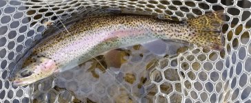 20231110_brdpryfish.jpg