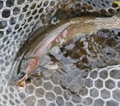 20231110_octmudfish.jpg