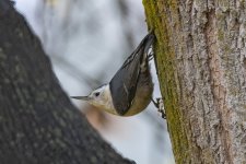 B03WhiteBreastedNuthatch6579.jpg B03WhiteBreastedNuthatch6579.jpg