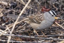 B01WhiteCrownedSparrowAdult6695.jpg B01WhiteCrownedSparrowAdult6695.jpg