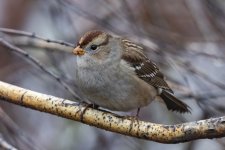B02WhiteCrownedSparrowJuvenile6691.jpg B02WhiteCrownedSparrowJuvenile6691.jpg