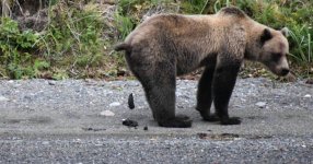 bear-poop-6-22-22.jpg