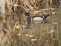 wood duck.JPG