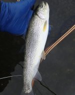 IMG_5529.jpeg