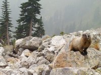 Marmot-Gazing-Cascades-Carnivore-Project-500-.jpg