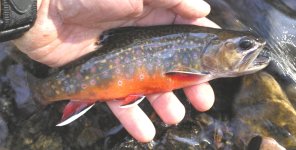 brookie colors.jpg