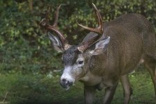 MonsterBuck7264Trim.jpg
