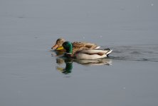 Paddling Up the Columbia.JPG